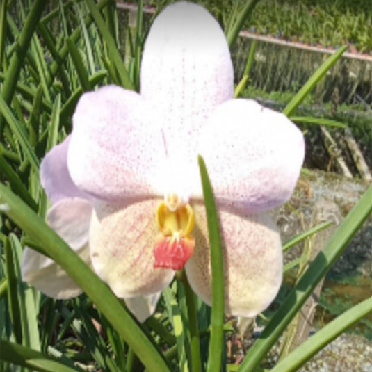 Terete Vanda Orchid white flower Velthuis x Kulvadee Fragrance x Charles Goodfellow