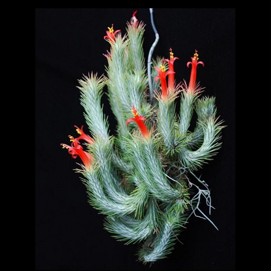 Tillandsia Fuchsii Air Plant
