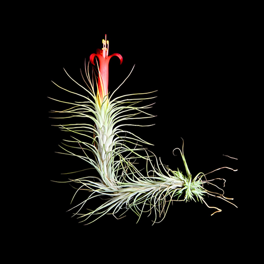 Tillandsia Fuchsii Air Plant