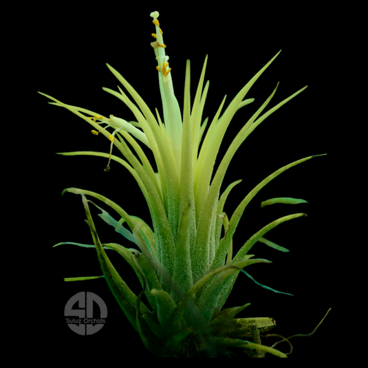 Tillandsia Yellow Air Plant