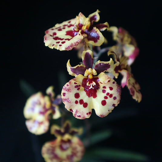 Tolumnia Orchid Jairak Flyer Ladybug