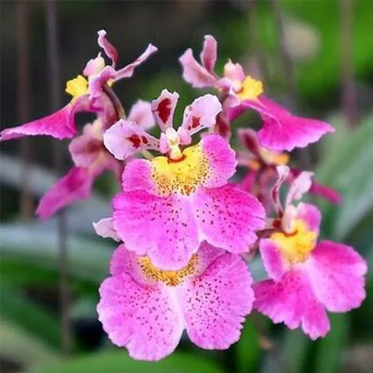 Tolumnia Orchid Plant Jairak Flyer No 642