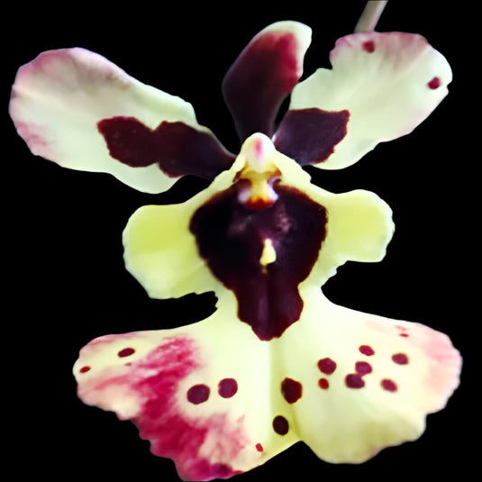 Tolumnia Orchid Jairak Flyer Rainbow Yellow Orange
