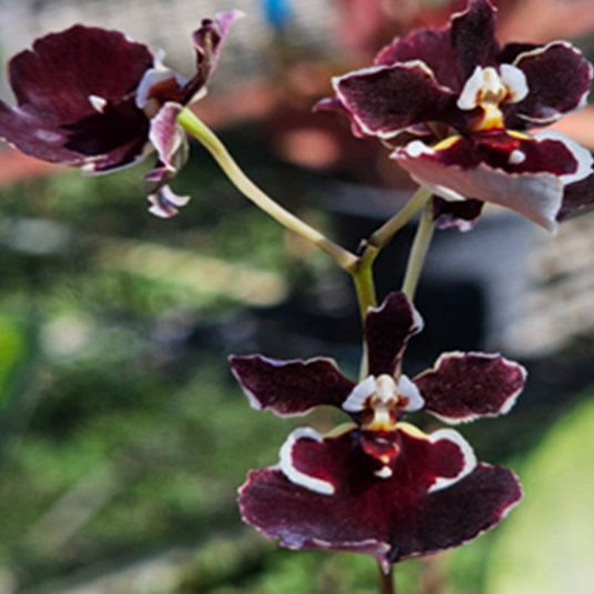 Tolumnia Orchid Black Bull x Jairak Firm' Red Devil'