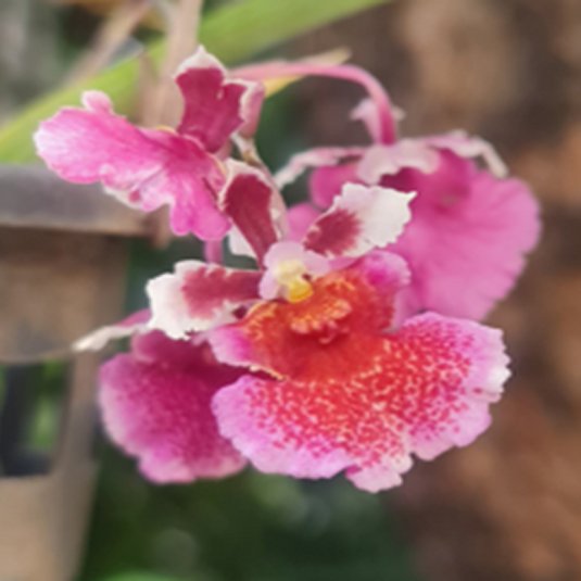 Tolumnia Orchid Golden Sunray Sunrise Pink