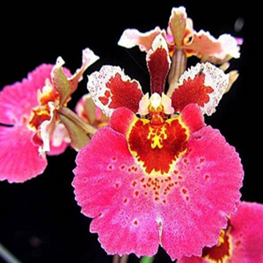 Tolumnia Orchid Jairak Raibow 'Hot Pink'