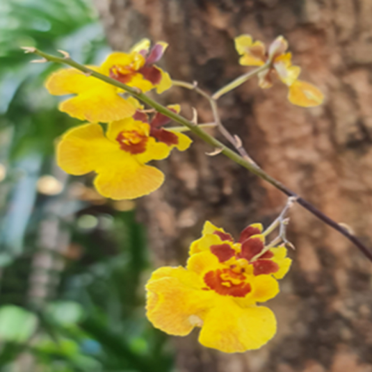 Tolumnia Orchid Jairak Rainbow Yellow x Gold Mine