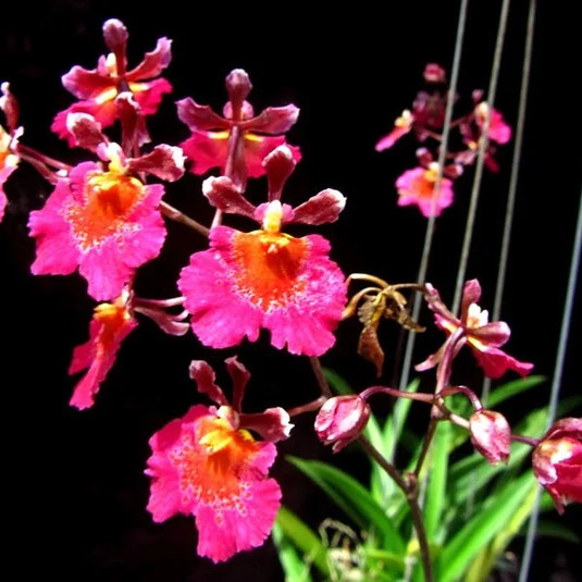 Tolumnia Orchid Plant Flyer-Gules-L