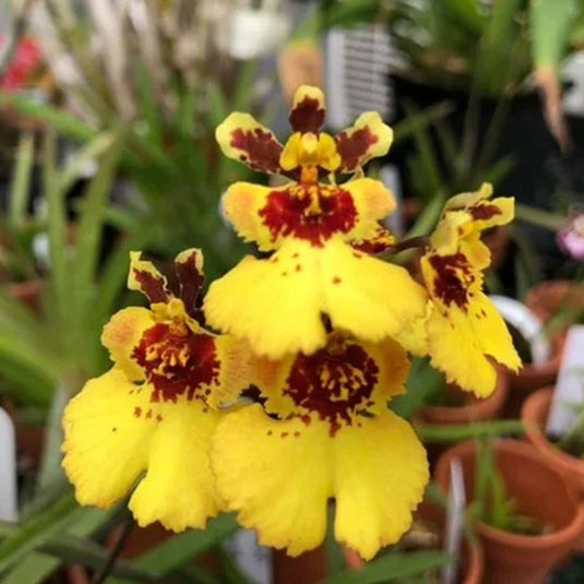 Tolumnia Orchid Plant Jairak Firm Lion