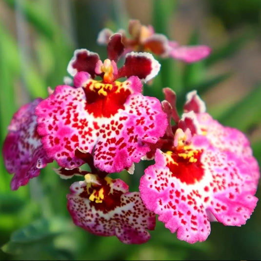 Tolumnia Orchid Plant Jairak Rainbow Straebery