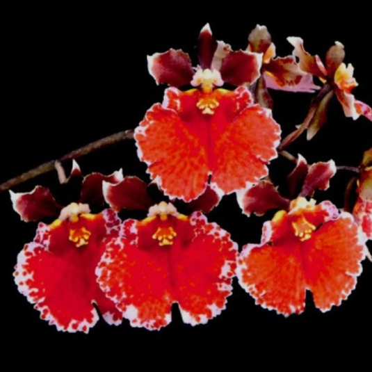Tolumnia Orchid Plant Red Spread