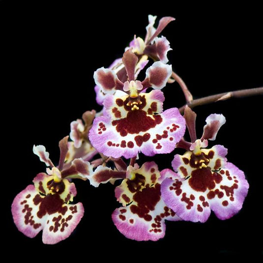 Tolumnia Orchid Plant Pink Crystal