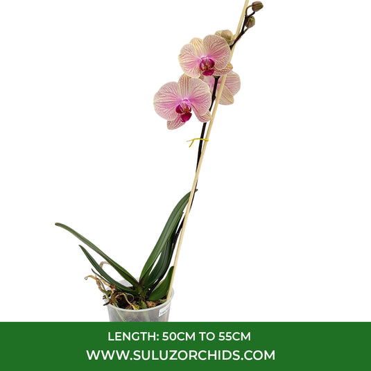 Phalaenopsis Orchid Tropic Wonderland Mature Plant With Bud/Flower