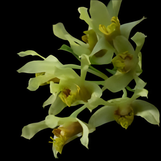 Dendrobium Delacourii ( DELACOUR ) Rare Exotic Orchid
