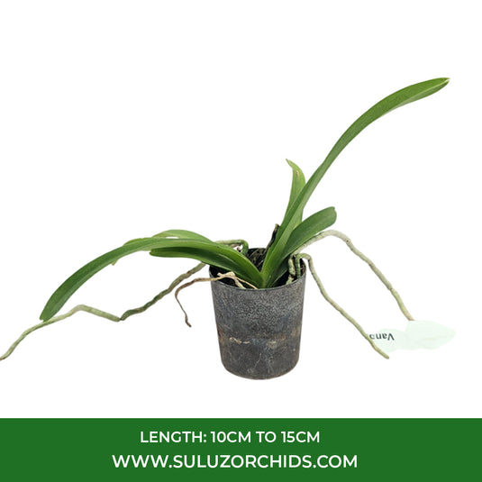 Vanda Orchid Plant - Apec Blue Seedling