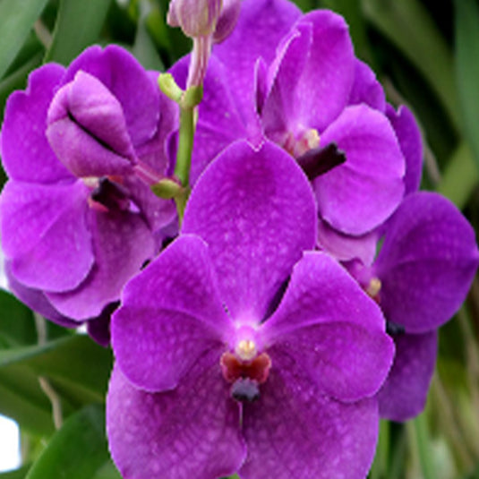 Vanda Orchid Plant - Apec Blue Seedling