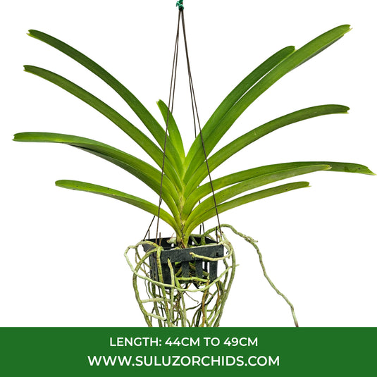 Vanda Orchid V.Boonyarit Diamond Mature - Ready To Flower