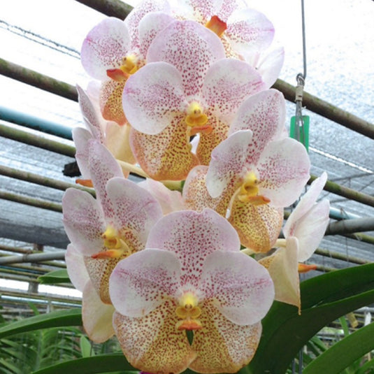 Vanda Orchid V.Boonyarit Diamond Mature - Ready To Flower