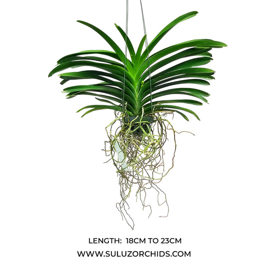Vanda Orchid V.(Chaopraya x Kulvadee) #28 mature plant with healthy roots and lush green foliage ready to flower