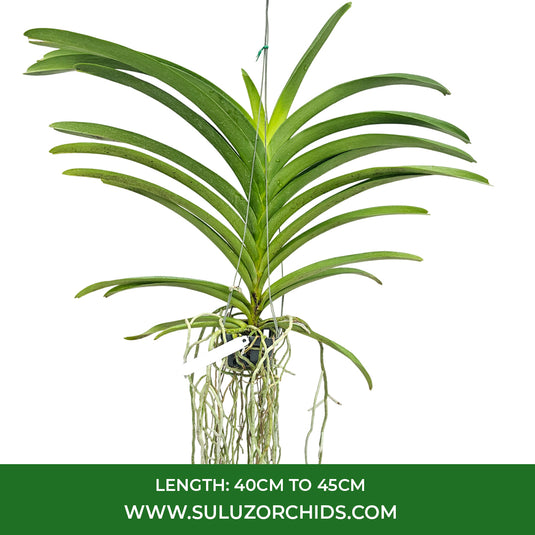Vanda Orchid mature plant with healthy roots and green foliage ready to flower