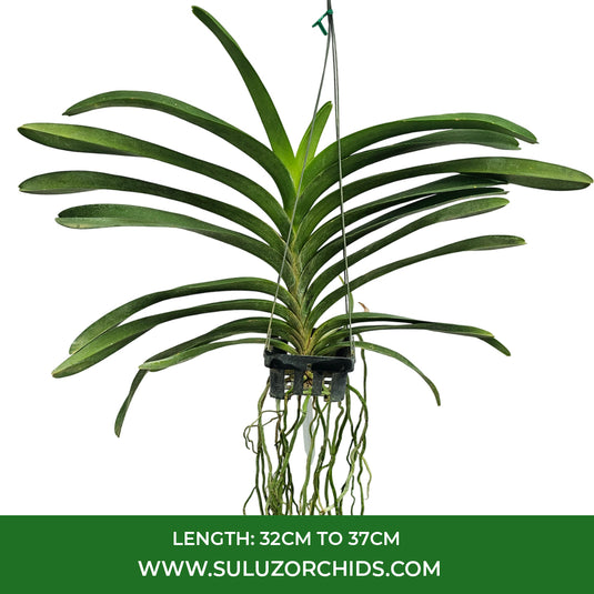 Vanda Orchid V.(Gordon Dillion x Bangyikhan Red) Mature - Ready To Flower