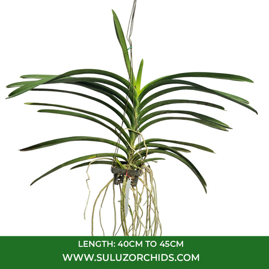 Vanda Orchid Gordon Dillon x Chao Phaya #453 mature plant with long strap-like green leaves ready to flower