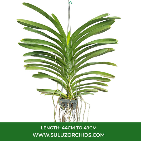 Vanda Orchid V.Jukkich Gold Mature - Ready To Flower