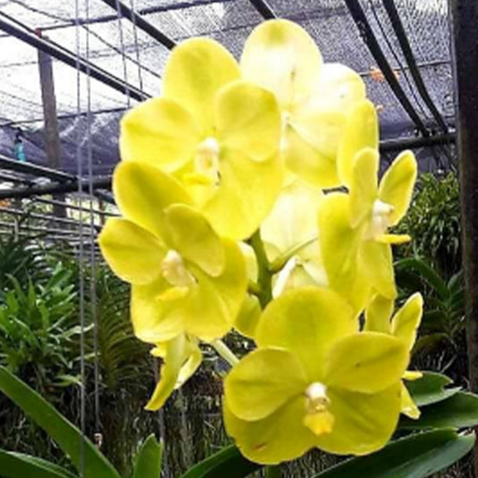 Vanda Orchid V.Jukkich Gold Mature - Ready To Flower