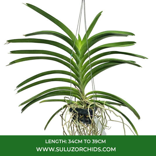 Vanda Orchid V.(Kulvadee Fragrant x Tawan Ruby) Mature - Ready To Flower