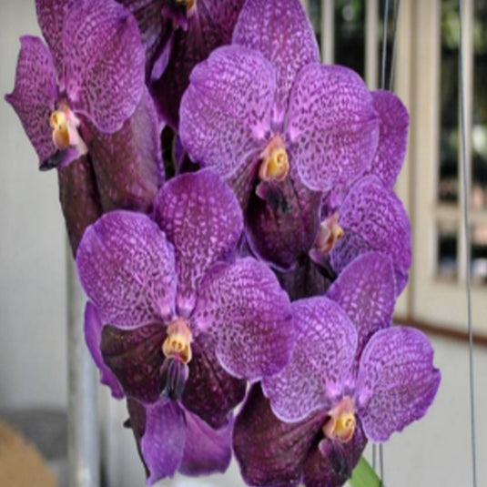 Vanda Orchid V.Pure's wax Blue #98 Mature - Ready To Flower