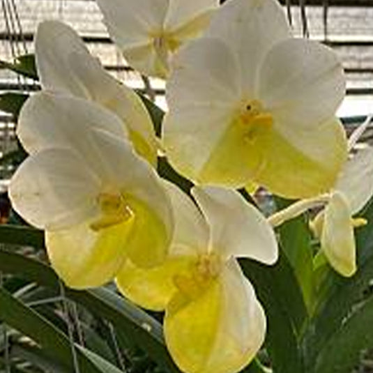 Vanda Orchid V.(Ranu Gold x Nopporn Gold) #621 Mature - Ready To Flower