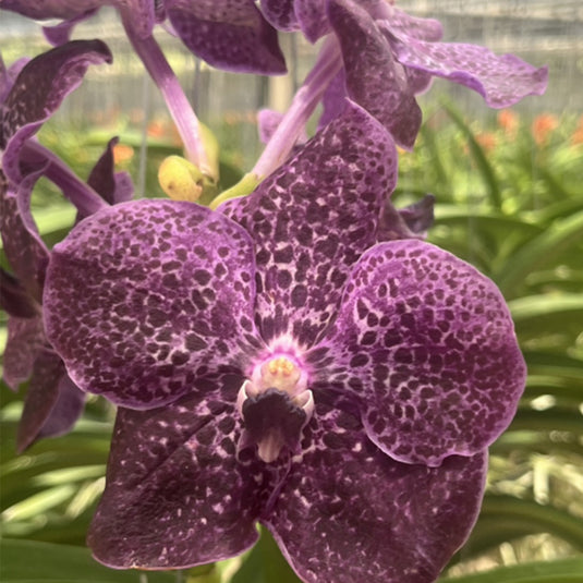 Vanda Orchid V.(Sarat pink 4 n x V.Ruthbell Graham) Mature - Ready To Flower