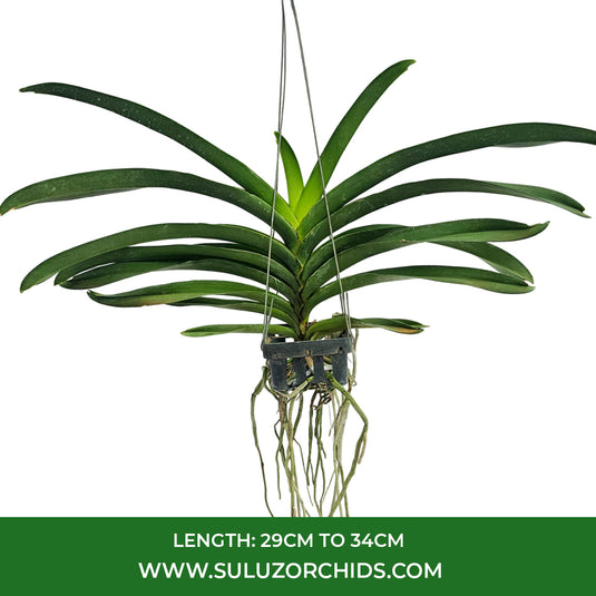 Vanda Orchid V.(Thananchai x Udom Gold) #29 Mature - Ready To Flower