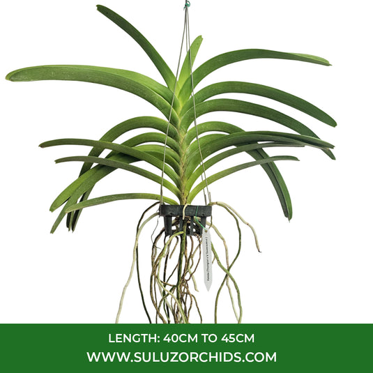 Vanda Orchid V.(Thonglor x V.Taveesuksa ) Mature - Ready To Flower