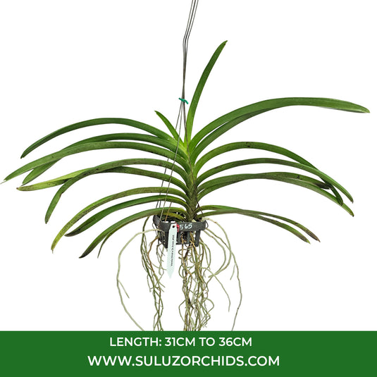 Vanda Orchid Virat x Dr.Anek #565 mature plant with long strap-like green leaves ready to flower