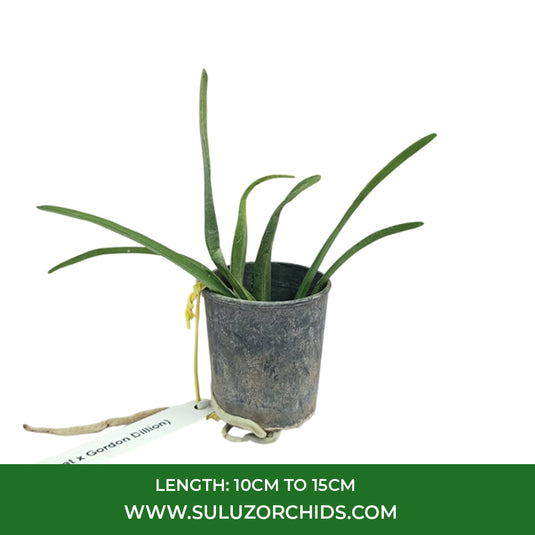 Vanda Orchid Plant - (Wirat x Gordon Dillion) Seedling