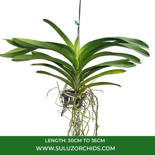 Vanda Orchid Yellow Butterfly #646 mature plant with long strap-like green leaves ready to flower