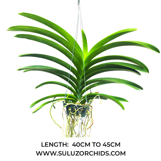 Vanda Orchid (Pornpimol x Dr.Anek) # 517 Mature - Ready To Flower