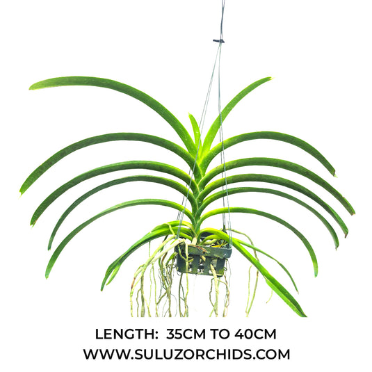 Vanda Orchid Loke Mature - Ready To Flower