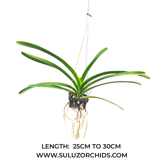 Vanda Orchid Fuchs Sunset x Dr Anek Mature - Ready To Flower