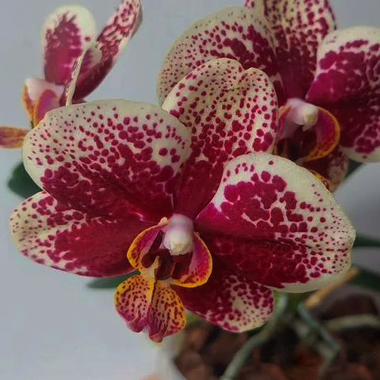 Phalaenopsis Orchid Valley Dew Red flower featuring deep red blooms with rich velvety tones and subtle dark gradients