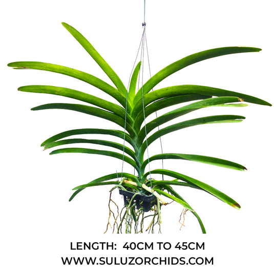 Vanda Orchid (Pornpimol x Dr.Anek) #548 Mature - Ready To Flower