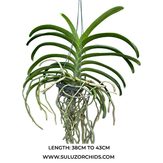 Vanda Orchid (Bronze Butteryfly x Thai spot)# 529 Mature