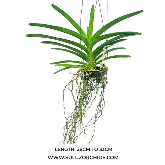 Vanda Orchid Adisak Hapiness Mature - Ready To Flower