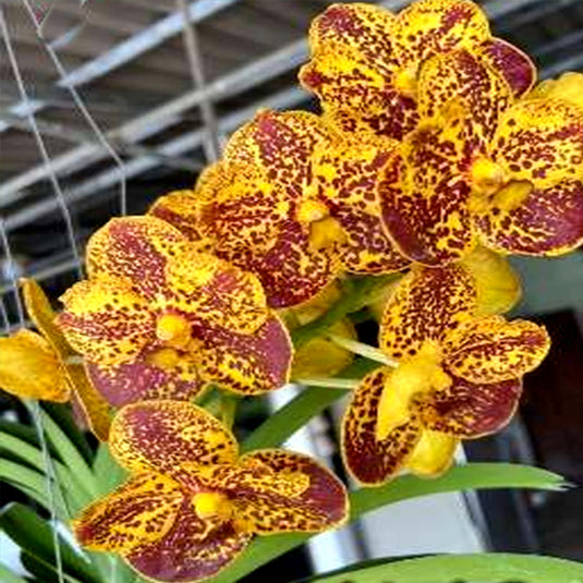 Vanda Orchid Plant - Adisak Spots Mature
