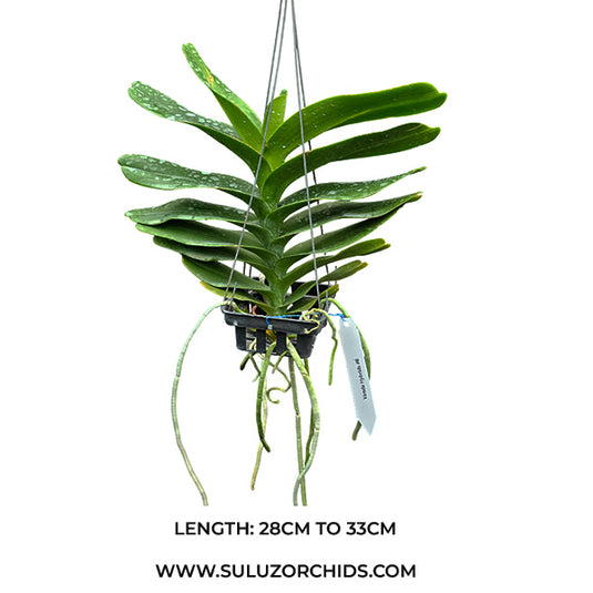 Vanda Orchid Aerides Houlletiana mature plant with thick green leaves and pendant growth