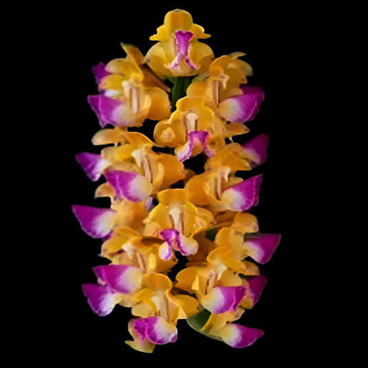 Vanda Orchid yellow and pink flower with purple tipped petals and clustered blooms