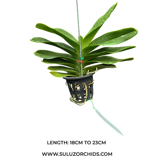 Vanda Orchid Aerides Koki ((hyb.no.9) Mature