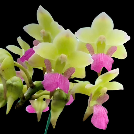 Vanda Orchid Aerides Koki ((hyb.no.9) Mature