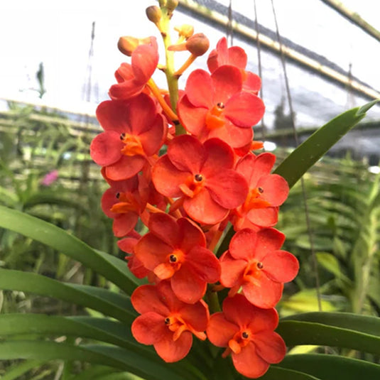Vanda Orchid Plant - Ascda Brightons Gold Seedling